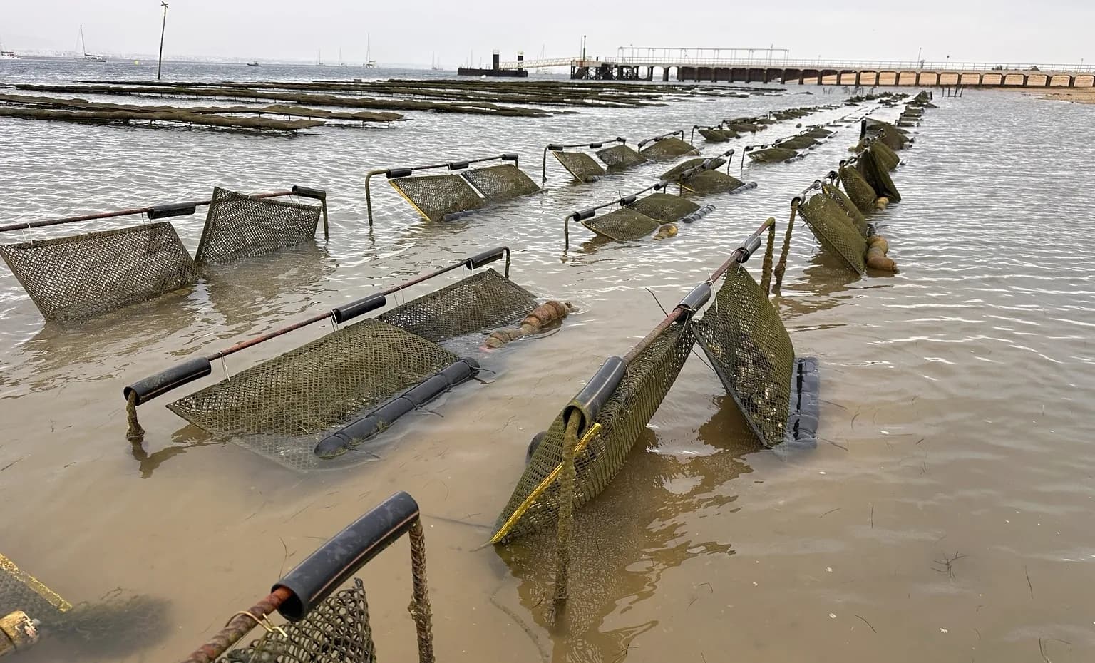 Oyster beds exposed at low tide in a coastal lagoon