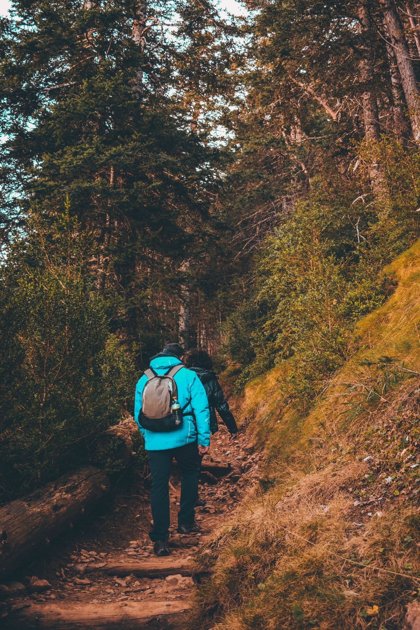 Two walkers following a shaded forest trail